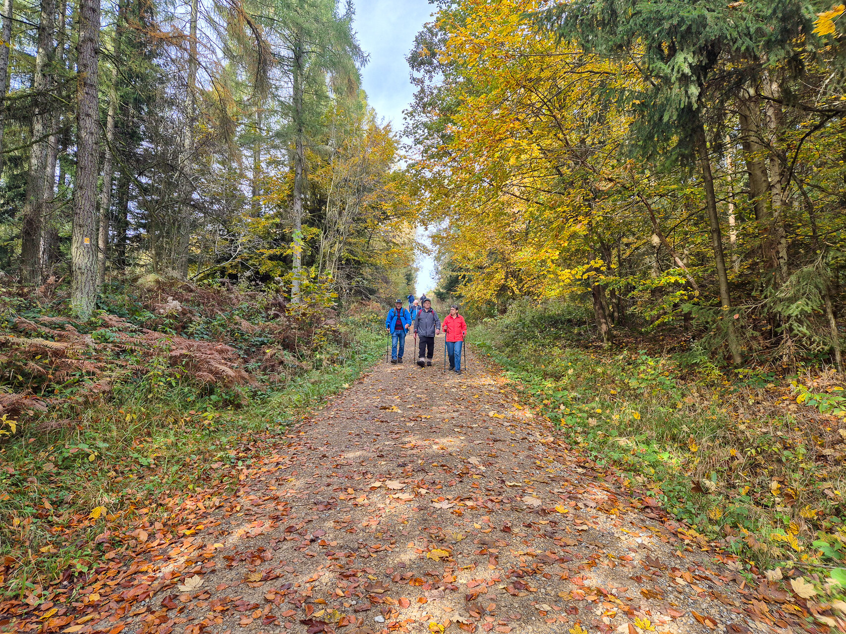 Durch den Herbstwald