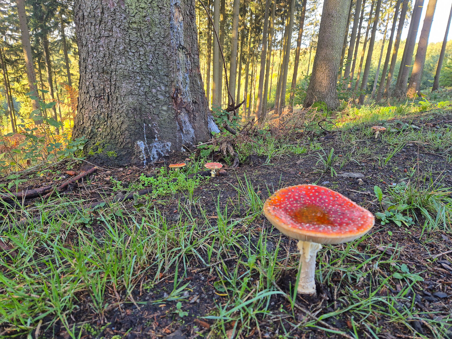 Fliegenpilz - schön anzusehen, aber giftig