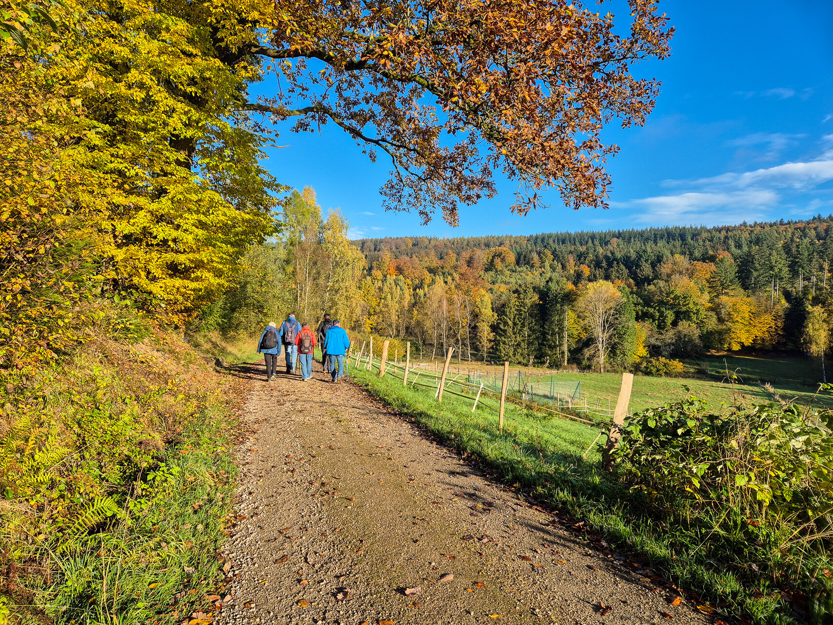 Herbstwald