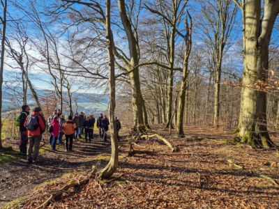 Die Wanderung führt durch den bewaldeten Röhnberg